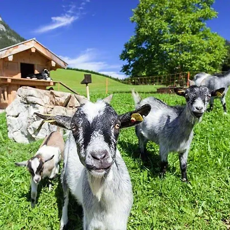 Scheffaulehen *